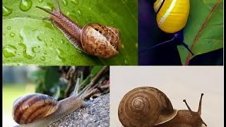 CARACOLES DE TIERRA  LAND SNAILS  VIDEOS PARA NIÑOS [upl. by Eden]