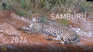 SAMBURU 2024 featCheetahs [upl. by Edmund601]