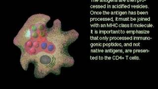 Antigen and Macrophages Rate My Science [upl. by Alyehs]