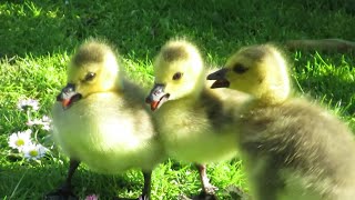 Canada Geese Goslings Fight  Angry Hissing at Each Other [upl. by Asenav]