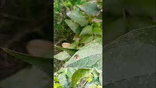 Animal world  Coccinellidae Lady bird Amazing creation of nature [upl. by Alyahs69]