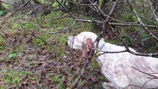 Setter inglese Belen beccacce scozia 20222023 parte 1 English Setter hunting woodcock Scotland [upl. by Leibrag]