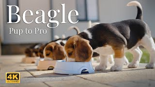 Beagle stories  from puppy to active dog [upl. by Eelarac388]