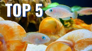 The Best Cichlids for Small Aquariums [upl. by Boehmer801]