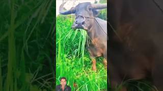 Finish rice 😂 comedy funny cow fun farmer [upl. by Ellett]