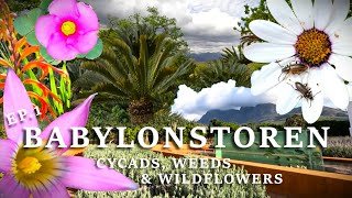 Ep1  Babylonstoren  Cycads Weeds and Wildflowers [upl. by Cam]