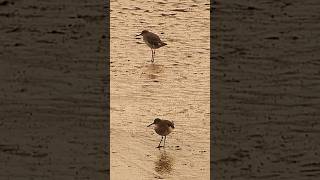 Redshanks [upl. by Marilee981]