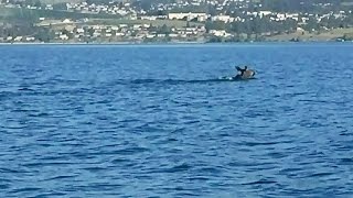 Mysterious creature in Okanagan Lake What is it exactly [upl. by Navak]