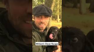 Why Prince William Chose Walks Over Family Card Gamesshortvideoviralvideoyoutubeshorts [upl. by Yunfei]