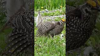 Sharptailed Grouse Dance Video [upl. by Powel]