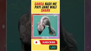 THE SHARK FOUND IN GANGA RIVER [upl. by Anelrats698]