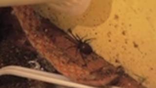 Black Widow Spiders Inside Home  Hoarding  Buried Alive [upl. by Terb439]