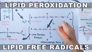 Mechanism of Lipid Peroxidation [upl. by Akers446]