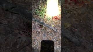 Racoon 30yds in the dark SureFireLLC hoytarcheryofficial nockonarchery [upl. by Iam752]