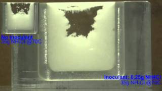 Effect of Inoculant [upl. by Nepil]