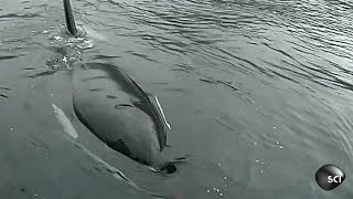 Orca Imitates Boat Noise  Outrageous Acts of Science [upl. by Obmar682]