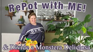 RePot with ME amp Divide Monstera Deliciosa Monstera Propagation by Division [upl. by Tarrsus705]