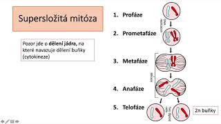 Pletiva mitóza meióza cytokineze [upl. by Tiffany]