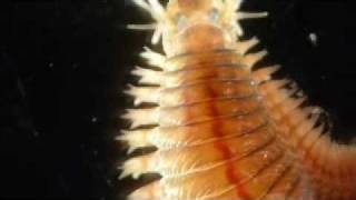 Alitta succinea Nereis polychaete [upl. by Yeta163]