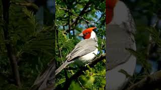 Cardenal Copete Rojo [upl. by Saiff]