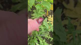 Aphids on the Radishes [upl. by Granlund]