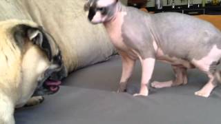 Sphynx cat playing with pug [upl. by Maunsell]