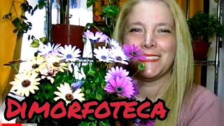 🌻Cuidados de las Dimorfotecas │ Margarita africana │ Margarita del cabo VeronicaCampaniniPlantas [upl. by Zerat960]