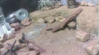 🐜 Arena Day 1465 1 Messor Barbarus Ant Farm Video Diary [upl. by Elockcin]