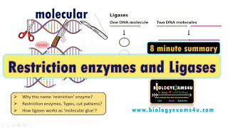 Restriction Enzymes and DNA Ligase  A Simplified Summary [upl. by Groves234]