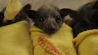 Baby Bat Burritos [upl. by Faucher]