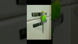 Tropical Birds with Names and Sounds in 4Kshort [upl. by Arriet]