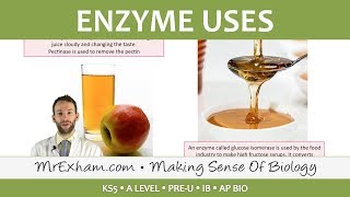 Enzymes  Commercial Uses  Post 16 Biology A Level PreU IB AP Bio [upl. by Aduh]