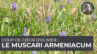 Coup de cœur dOlivier  le muscari armeniacum [upl. by Sidalg13]