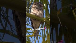 Tawny Frogmouth Bird Master of Camouflage [upl. by Piper240]