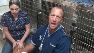 Skin Infection or Hotspot on a Dog [upl. by Graeme]