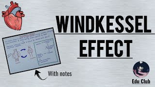 Windkessel Effect  Aortic compliance  Cardiovascular Physiology [upl. by Hutchins649]