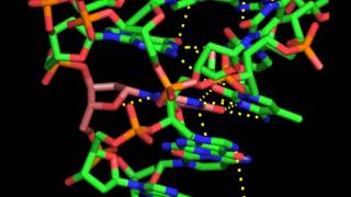 Inosine and the Holliday junction [upl. by Niveb662]