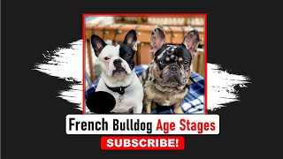 French Bulldog Age  Frenchies Hub [upl. by Adur973]