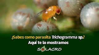 Trichogramma sp  LA PARASITADORA DE INSECTOS PLAGA [upl. by Offen]