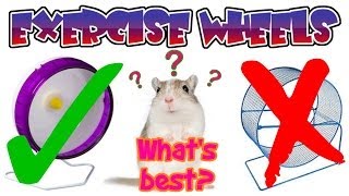 Gerbil Exercise Wheels [upl. by Florrie]