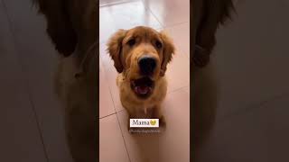 Dogs being idiots part 233 funny lovegoldens funnypets pets cutegolden petvideos funnyanimals [upl. by Ylrebmik]