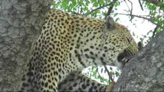 Leopard eats impala at Arathusa [upl. by Llewol207]