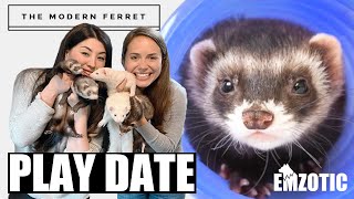 FERRET PARTY Bonus Weasels Meet The Modern Ferret [upl. by Heimlich615]