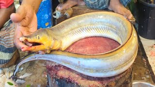 Incredible Giant Eel Fish Cutting Skills In Bangladesh Local Fish Market  Fish Cutting Skills [upl. by Enirolf383]