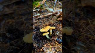 Chanterelle season is in full swing  mushroom foraging fungi nature [upl. by Amend]