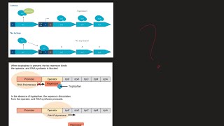 What is Lac Operon and Trp Operon What are the difference MCAT Biochemistry [upl. by Anoek]