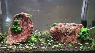 New Planted Aquarium  Fish and CO2 setup [upl. by Daffie469]