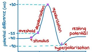 Action Potential part 23  Graphical representation for the process of action potential [upl. by Hospers]