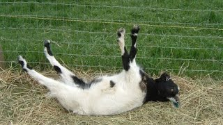 FUNNY GOATS  FAINTING AND SCREAMS  TRY NOT TO LAUGH 1 [upl. by Atenik428]