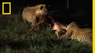 Hyenas Fight Leopard for Kill  National Geographic [upl. by Ayote]